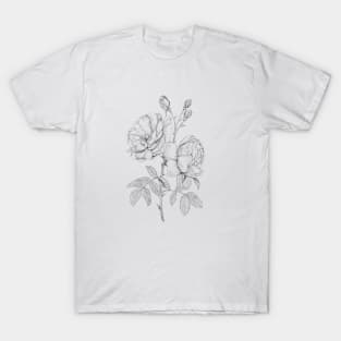 rose sketching T-Shirt